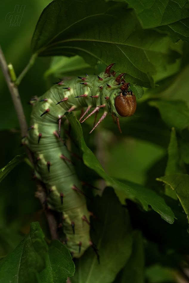 Lophostethus dumolinii
