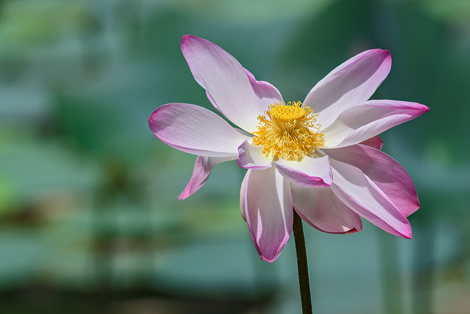 lotos ořechonosný - Nelumbo nucifera