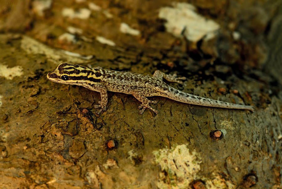 Lygodactylus mombasicus