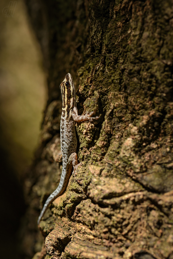 Lygodactylus mombasicus