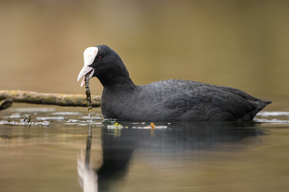 lyska černá - Fulica atra