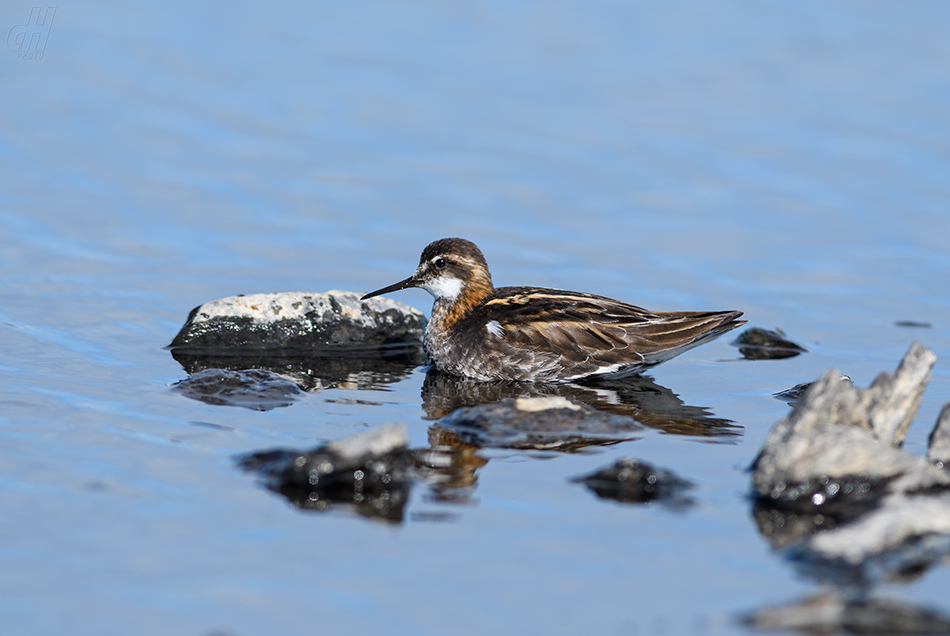 lyskonoh úzkozobý - Phalaropus lobatus