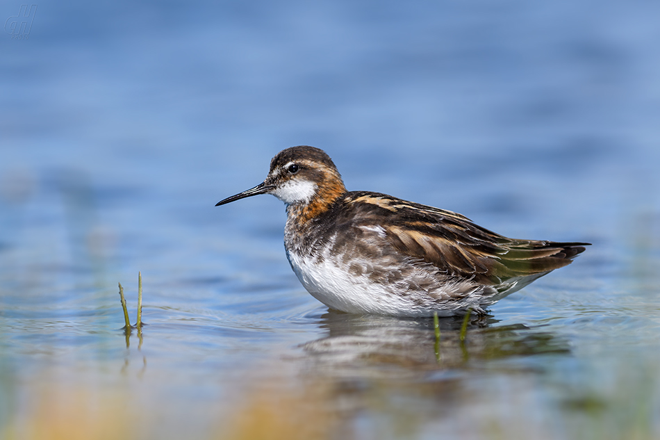 lyskonoh úzkozobý - Phalaropus lobatus