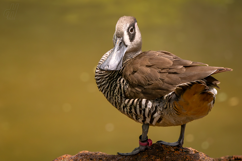 lžičák širokozobý - Malacorhynchus membranaceus