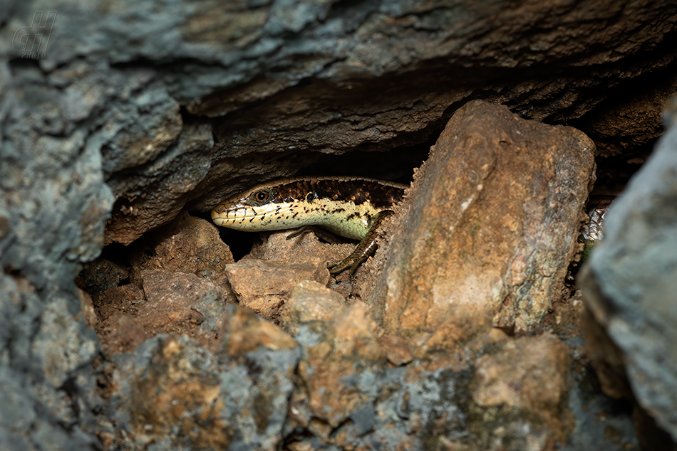 mabuja dlouhoocasá - Eutropis longicaudata
