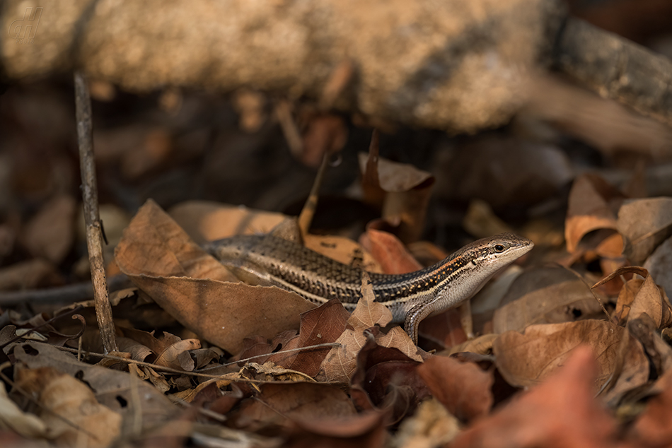 mabuja nádherná - Trachylepis elegans