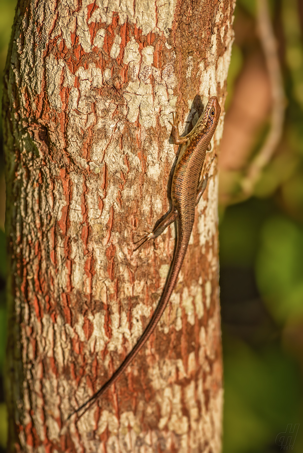 Mabuya maculilabris