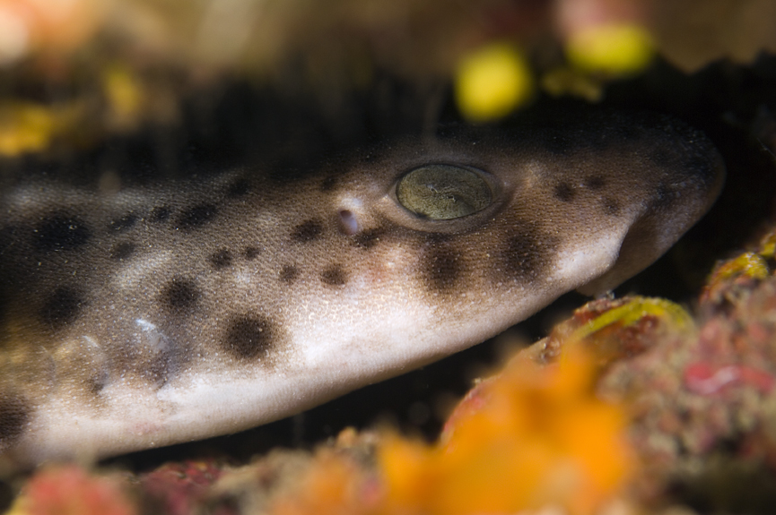 máčka skvrnitá - Scyliorhinus canicula