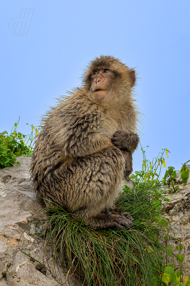magot bezocasý - Macaca sylvanus