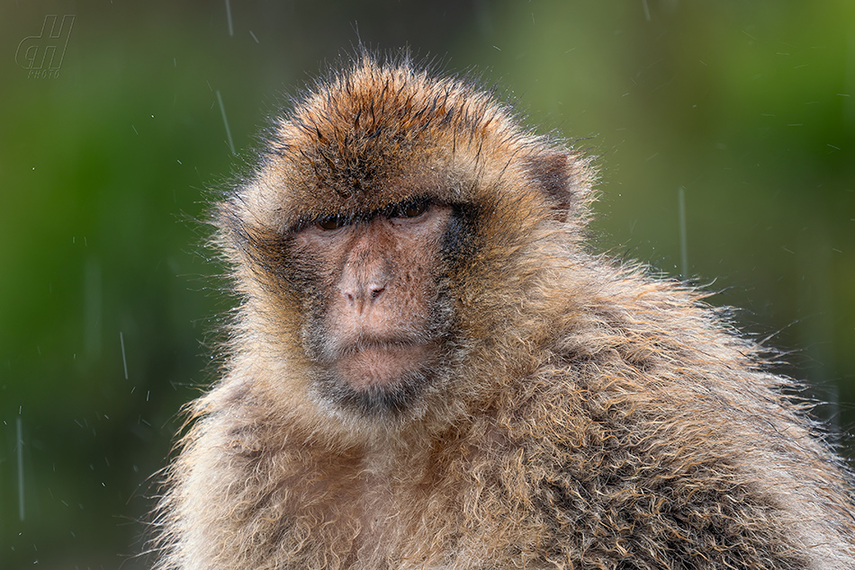 magot bezocasý - Macaca sylvanus