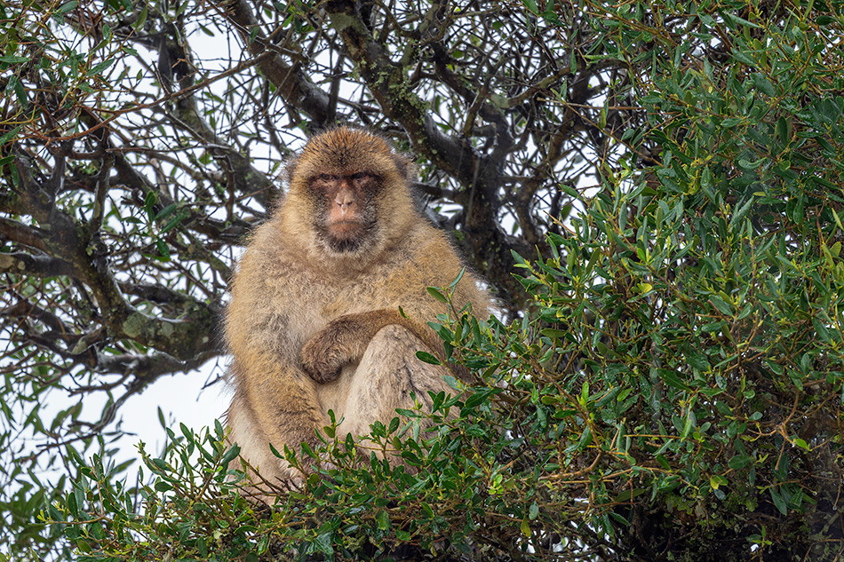 magot bezocasý - Macaca sylvanus