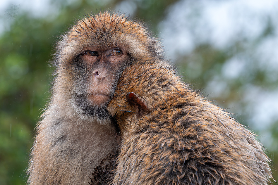 magot bezocasý - Macaca sylvanus