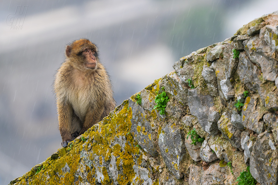 magot bezocasý - Macaca sylvanus