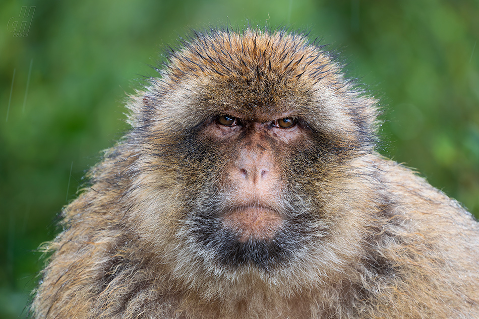 magot bezocasý - Macaca sylvanus