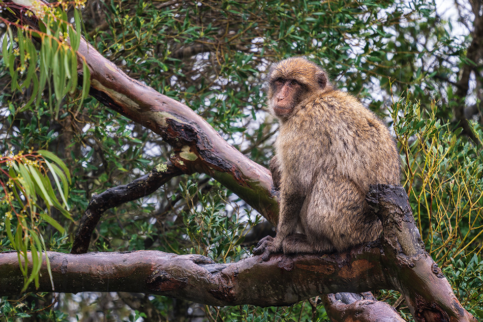 magot bezocasý - Macaca sylvanus