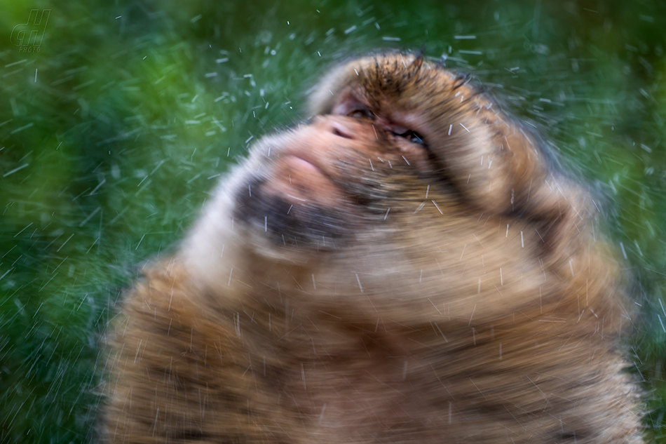 magot bezocasý - Macaca sylvanus