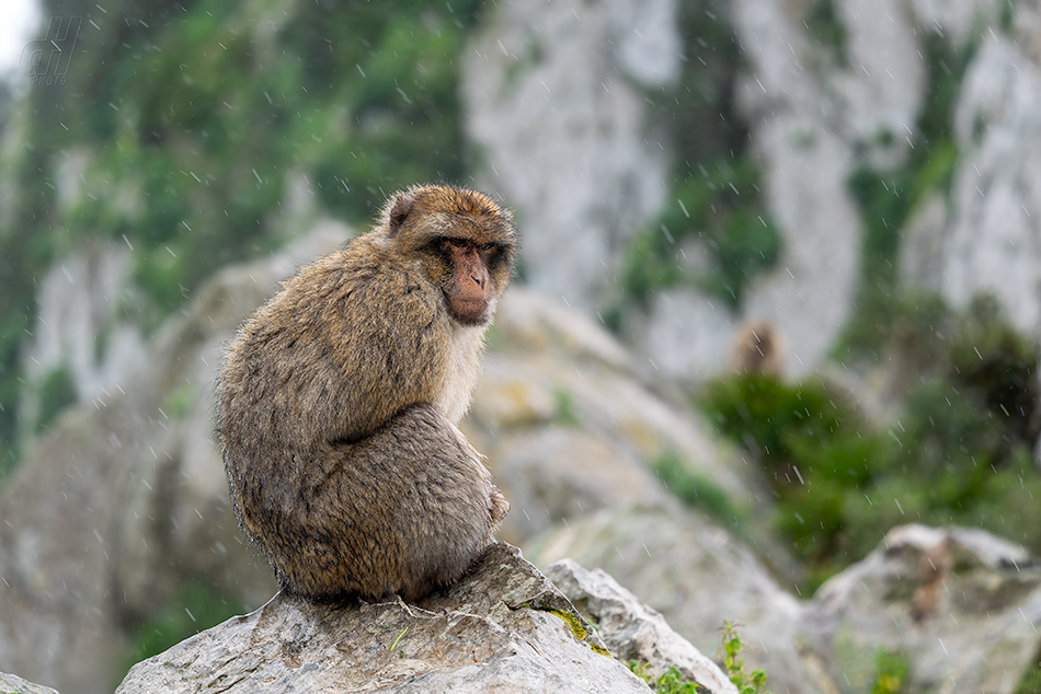 magot bezocasý - Macaca sylvanus
