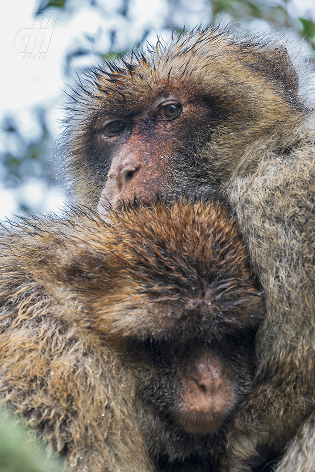 magot bezocasý - Macaca sylvanus