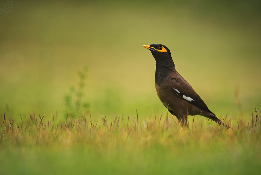 majna obecná - Acridotheres tristis