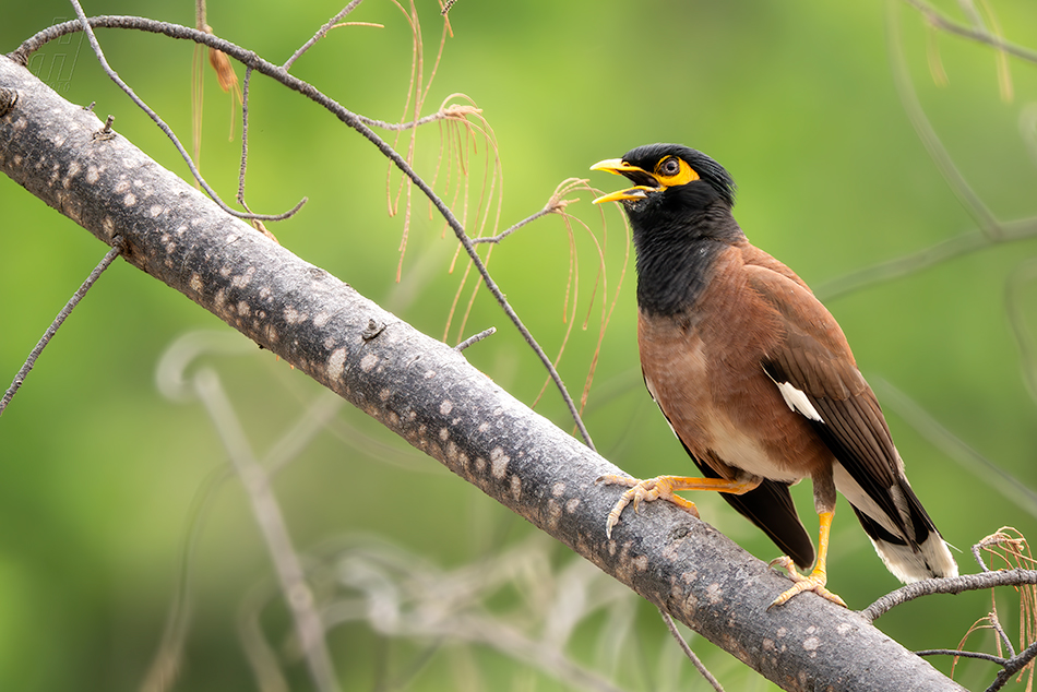 majna obecná - Acridotheres tristis