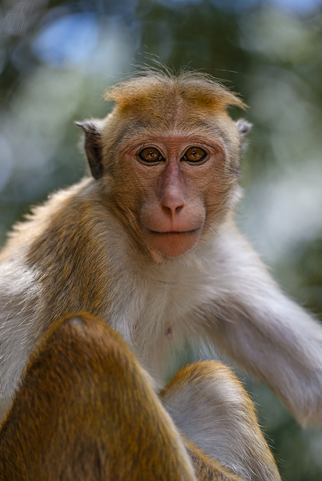 makak bandar - Macaca sinica