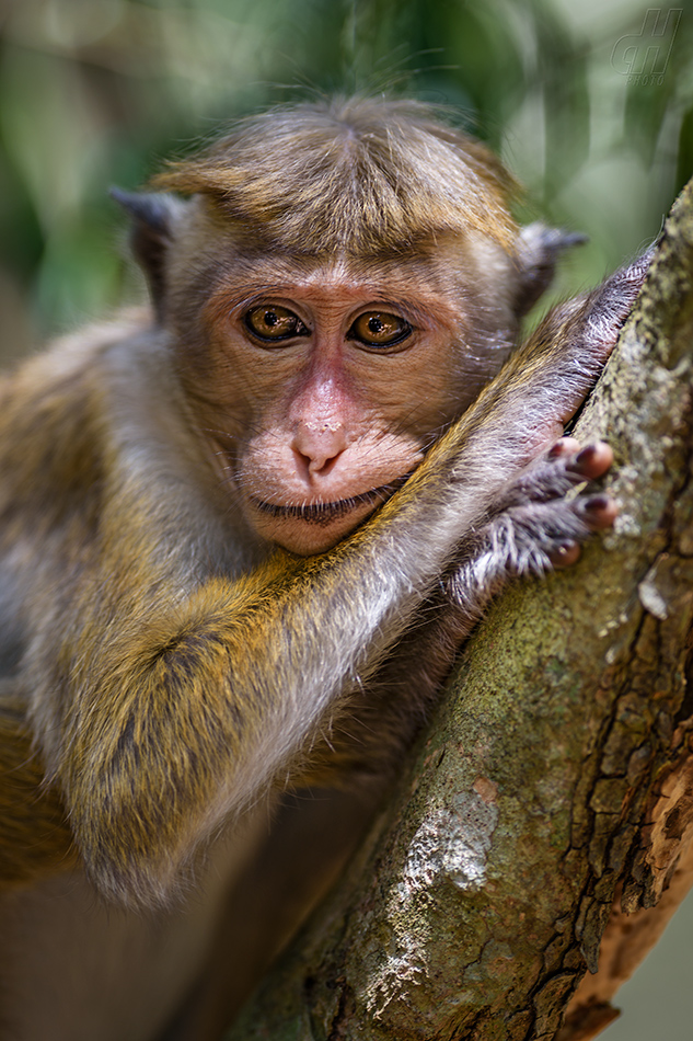 makak bandar - Macaca sinica