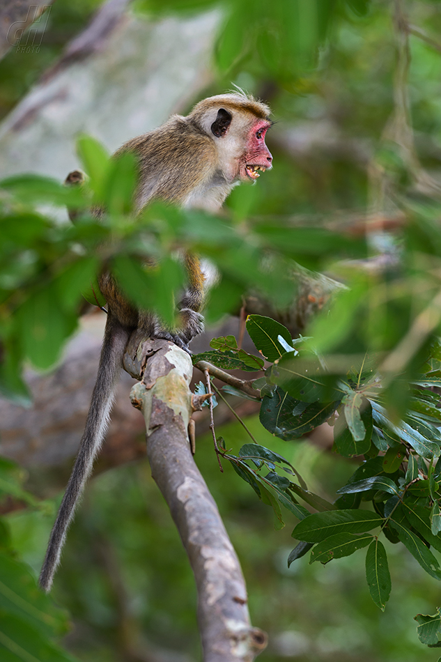 makak bandar - Macaca sinica