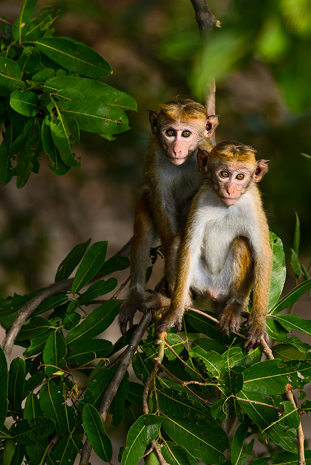 makak bandar - Macaca sinica