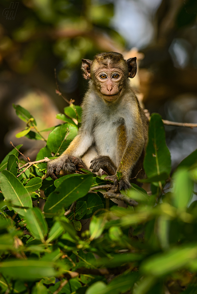 makak bandar - Macaca sinica