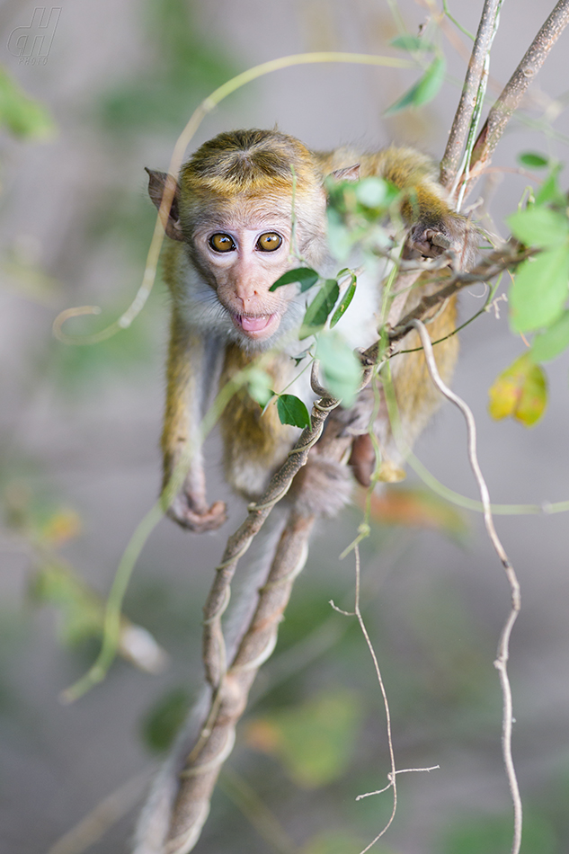 makak bandar - Macaca sinica