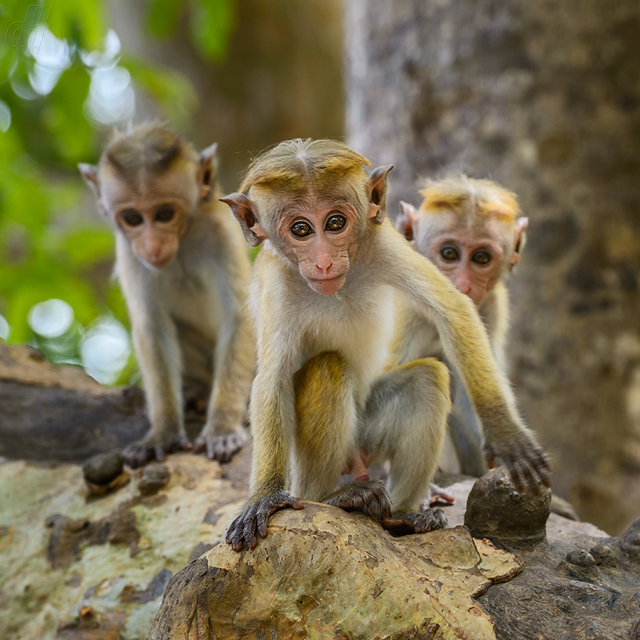 makak bandar - Macaca sinica