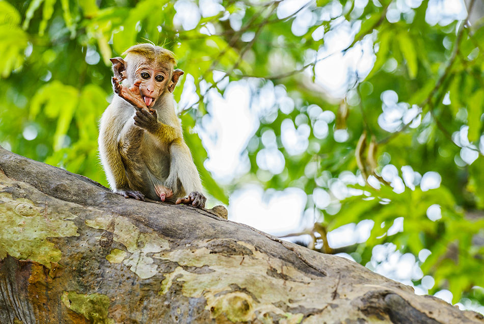 makak bandar - Macaca sinica