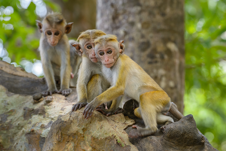 makak bandar - Macaca sinica