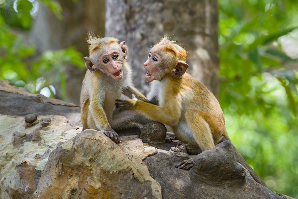 makak bandar - Macaca sinica