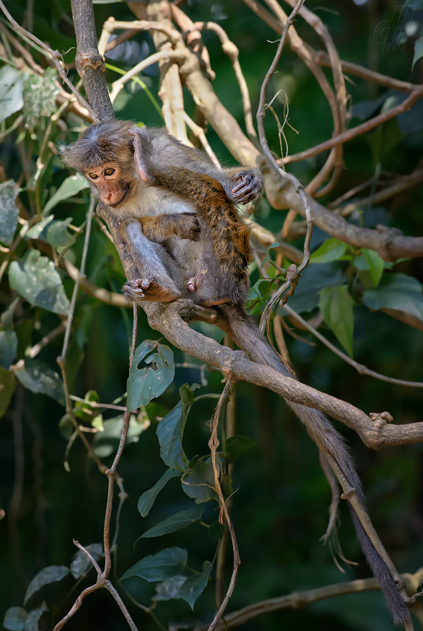 makak bandar - Macaca sinica