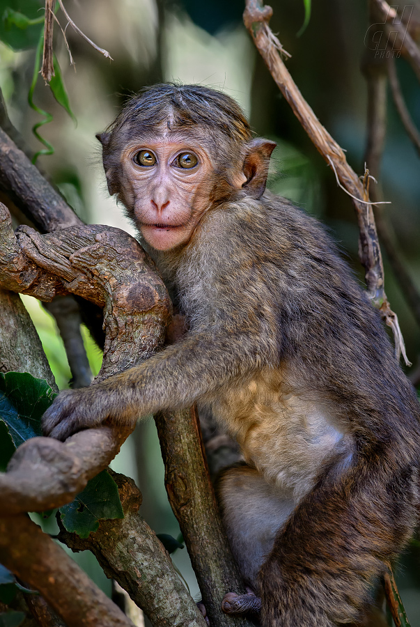 makak bandar - Macaca sinica