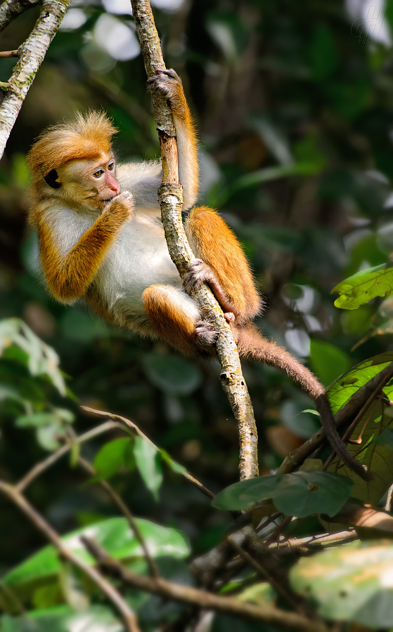 makak bandar - Macaca sinica