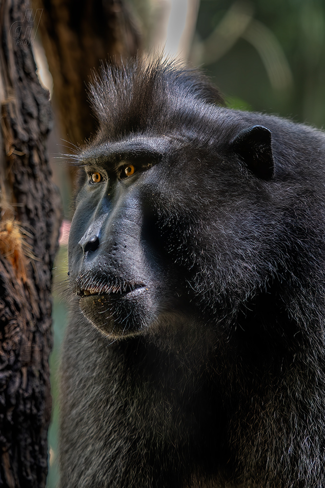 makak chocholatý - Macaca nigra