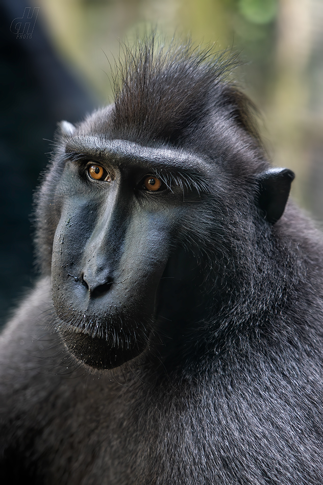 makak chocholatý - Macaca nigra