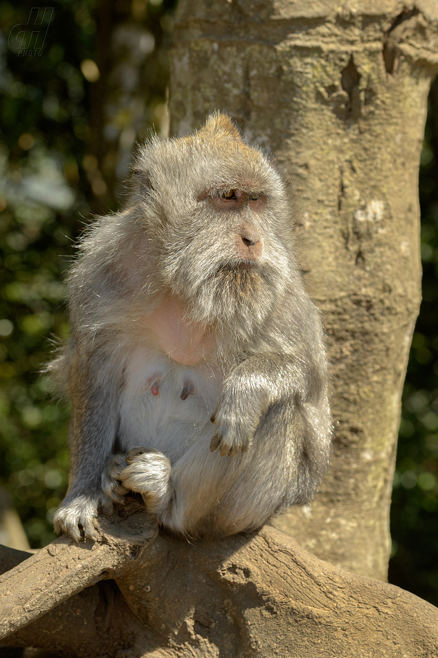 makak jávský - Macaca fascicularis