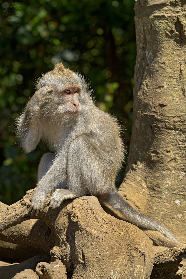 makak jávský - Macaca fascicularis