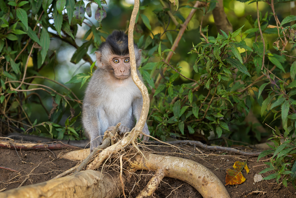 makak jávský - Macaca fascicularis