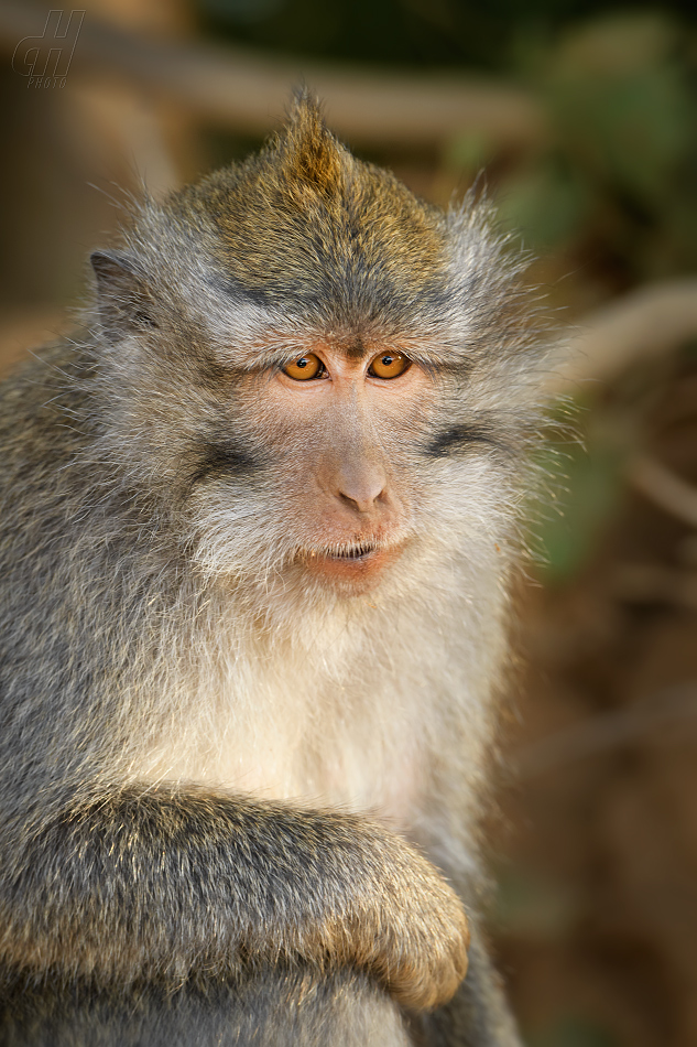 makak jávský - Macaca fascicularis