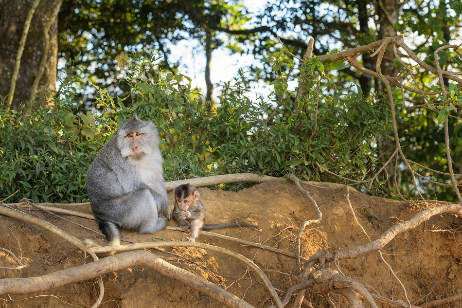 makak jávský - Macaca fascicularis