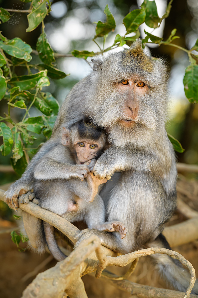 makak jávský - Macaca fascicularis