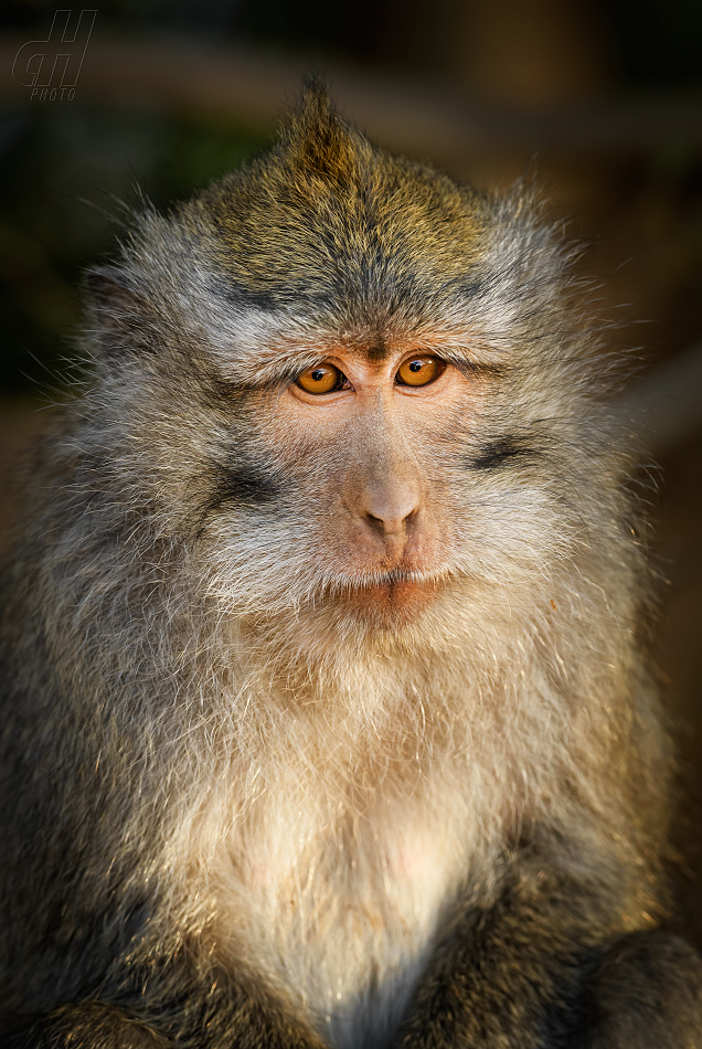 makak jávský - Macaca fascicularis