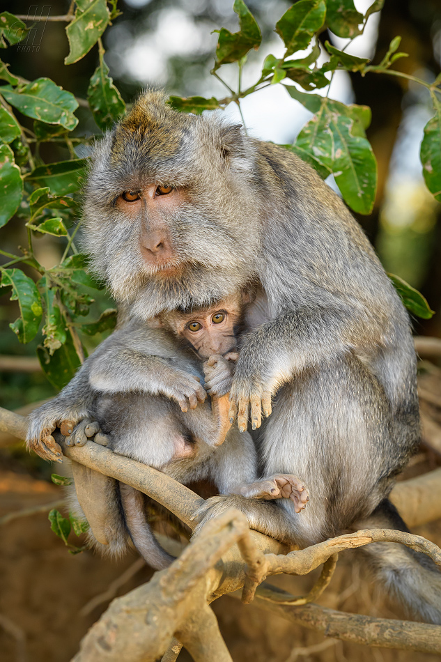 makak jávský - Macaca fascicularis
