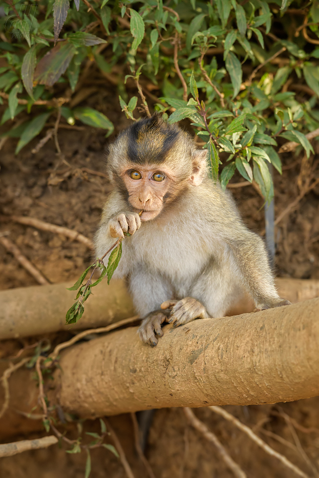 makak jávský - Macaca fascicularis