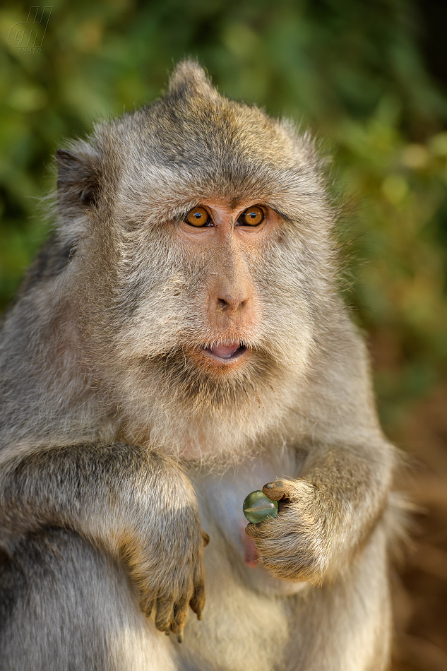 makak jávský - Macaca fascicularis