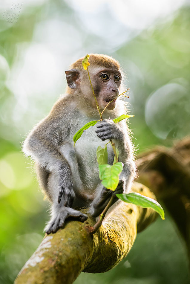 makak jávský - Macaca fascicularis